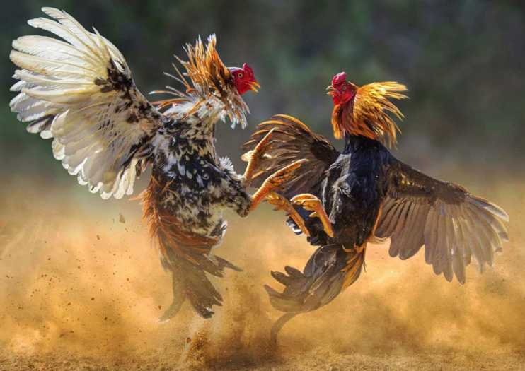 Wpc2026 rooster fight